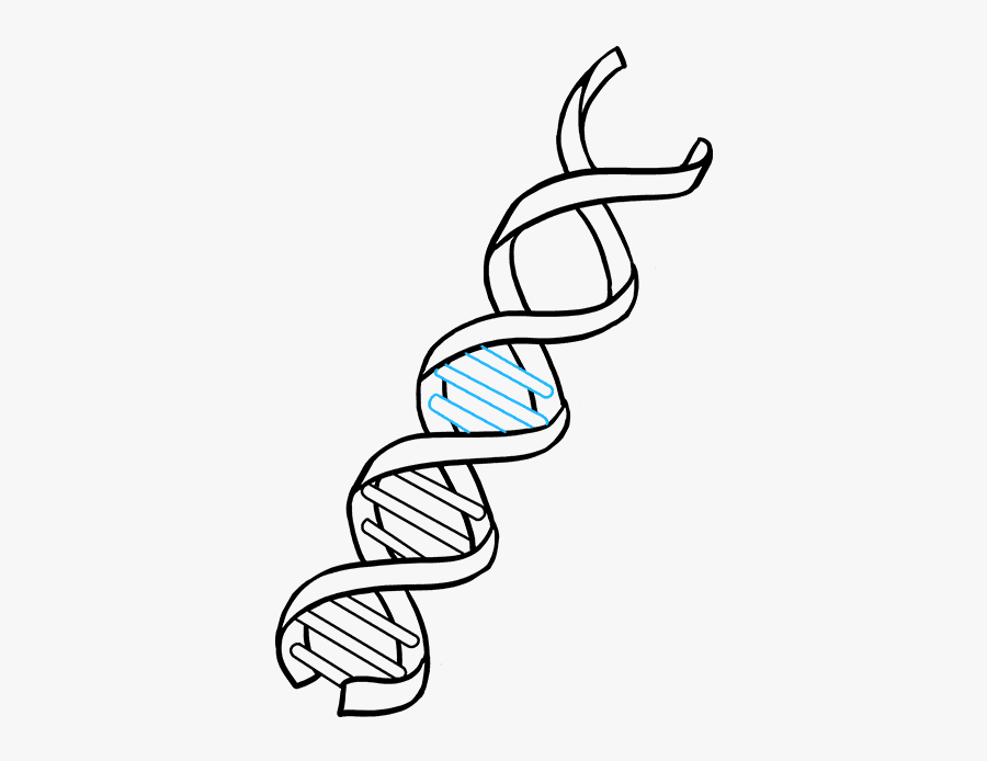How To Draw Dna - Dna Easy Drawing, Transparent Clipart