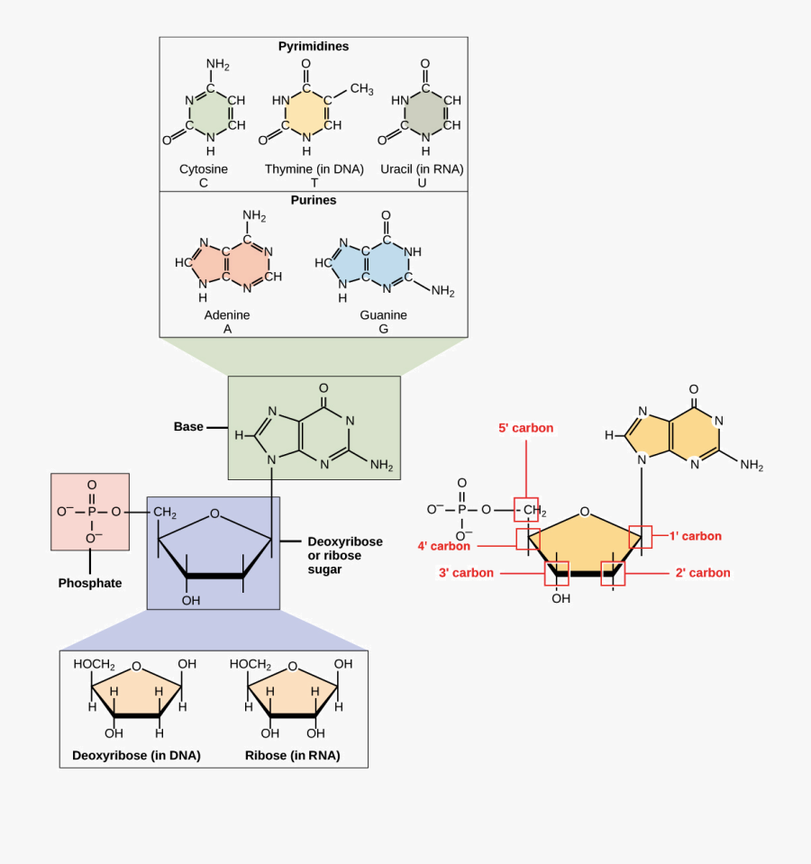 Dna Structure Clipart 6th Grade Science - Nucleotide Nucleoside Nitrogenous Base, Transparent Clipart