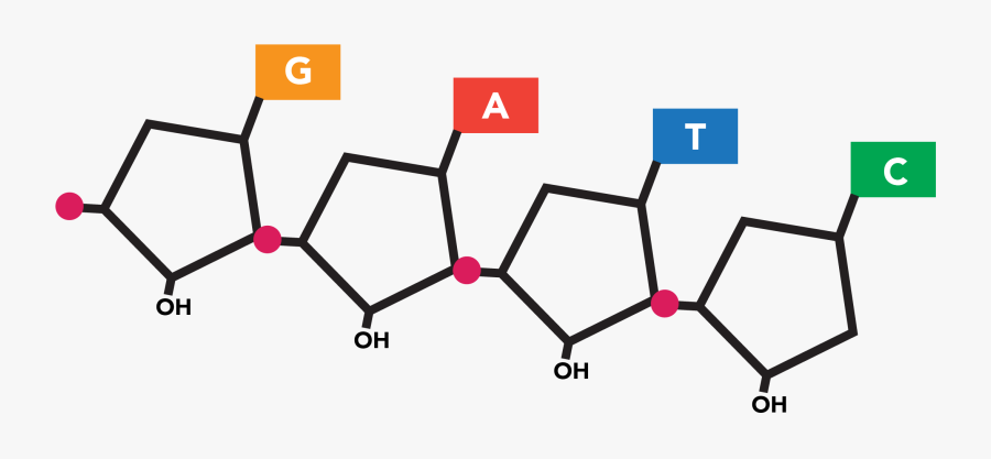 Gatc Nucleotides, Transparent Clipart