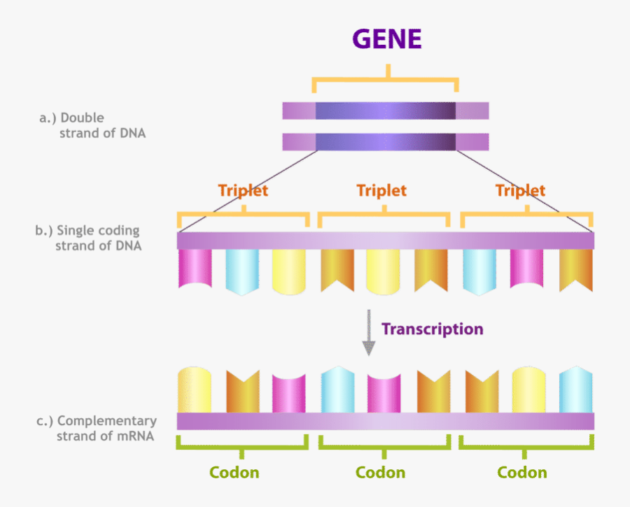 Triplet In Protein Synthesis, Transparent Clipart