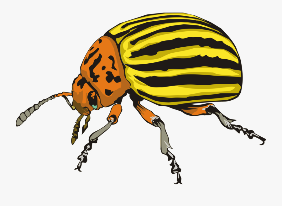 Clip Art Ladybird Beetle Weevil Scarabs - Colorado Potato Beetle Drawing, Transparent Clipart