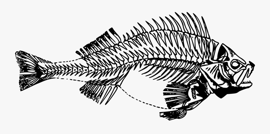 Line Art,skeleton,monochrome Photography - Fish Skeleton Transparent, Transparent Clipart