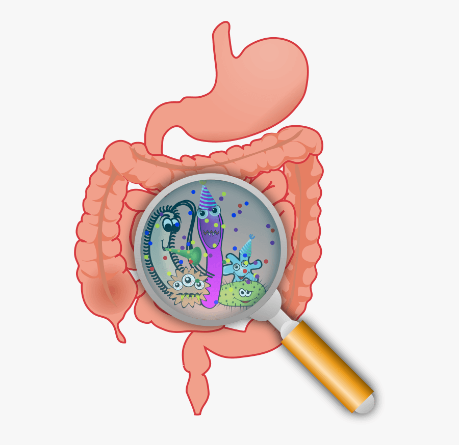 Free Clothing Clipart - Bacteria Intestinal, Transparent Clipart