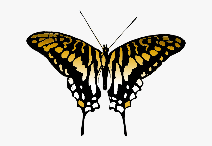 Butterfly Clipart Brown Colored Wings - Butterfly Wings Illustration Png, Transparent Clipart