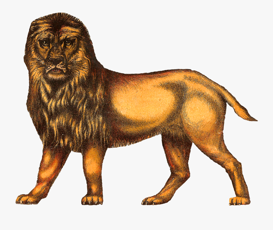 Despite The Much Shorter Tail, The Lion Still Looks - Circus Animal Clipart Vintage, Transparent Clipart