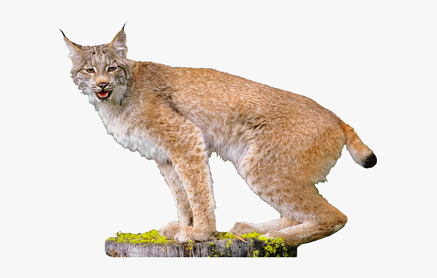 Lynx - Lynx Transparent, Transparent Clipart