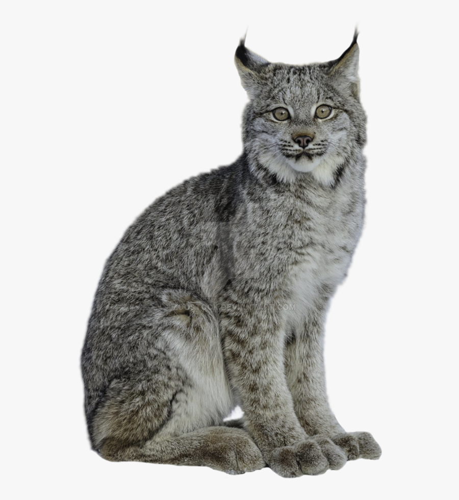 Clip Art Motley Lynx On A - Transparent Background Wild Cat Png, Transparent Clipart