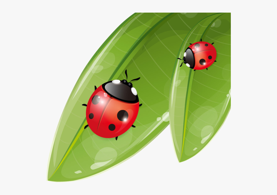 Transparent Lady Bugs Png - Ladybug On The Leaf Clipart, Transparent Clipart