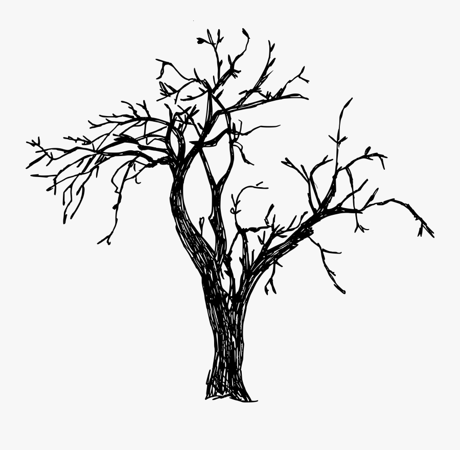 Tree Png Drawing - Tree Drawing Png, Transparent Clipart
