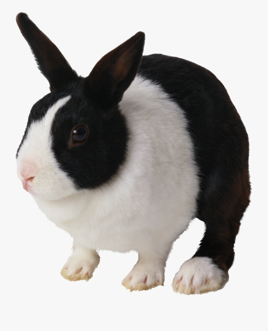 Black And White Rabbit Png Clipart Domestic Rabbit - Black And White Rabbit Png, Transparent Clipart