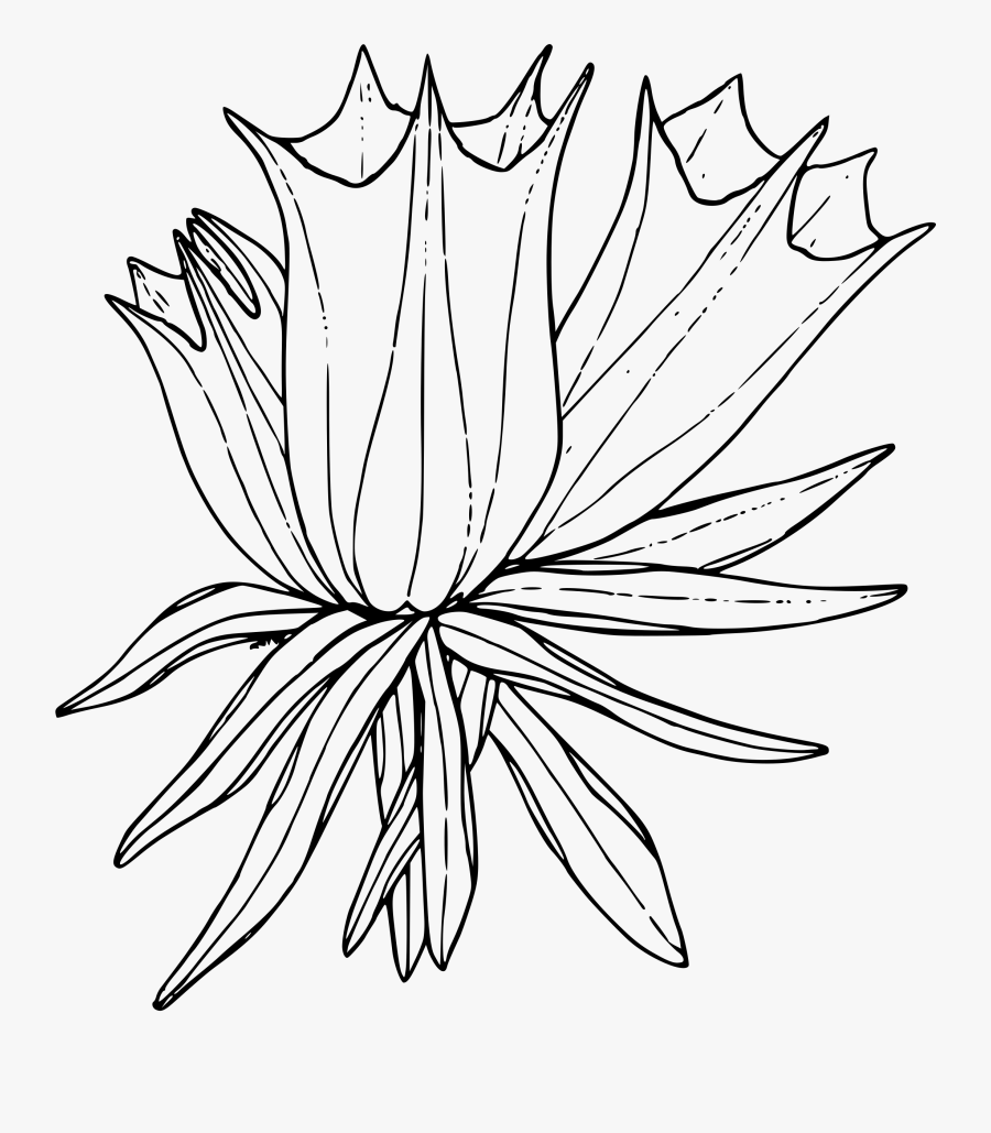 Arctic Flower Cliparts - Arctic Moss Black And White, Transparent Clipart