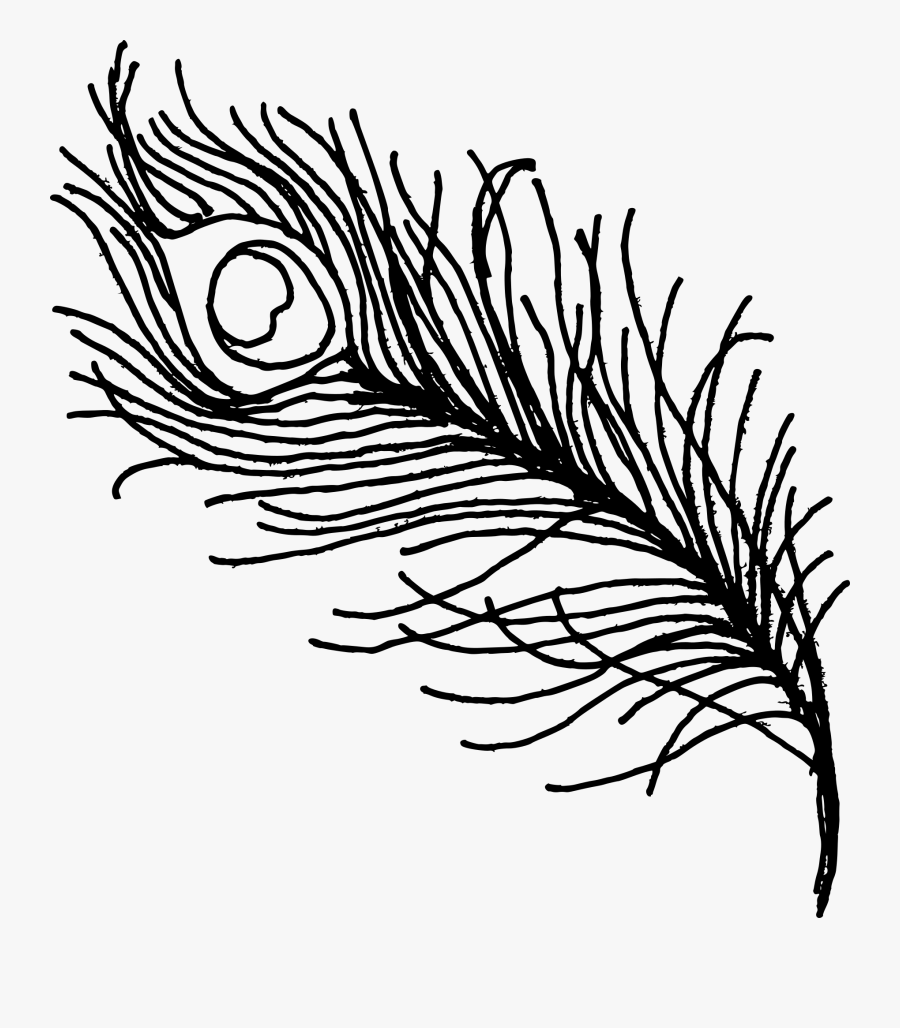 Feather Drawing Png Images In Collection - Peacock Feather Silhouette Png, Transparent Clipart