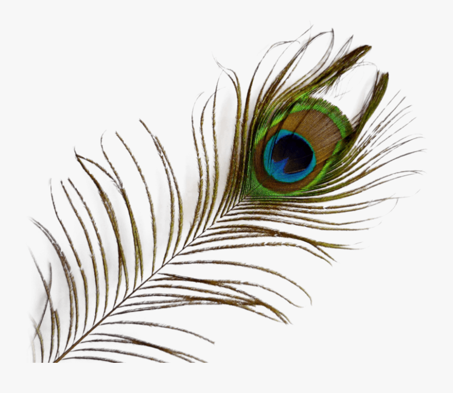 Peacock Feather Transparent, Transparent Clipart