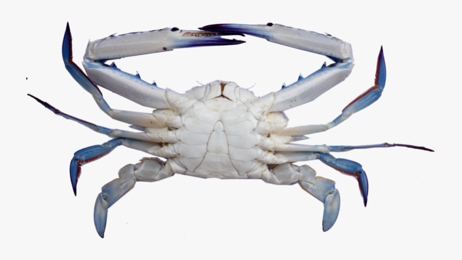Blue Swimming Crab Png, Transparent Clipart