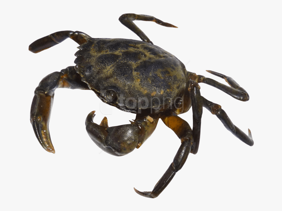 Crab Silhouette Png - Transparent Background Crab Png, Transparent Clipart