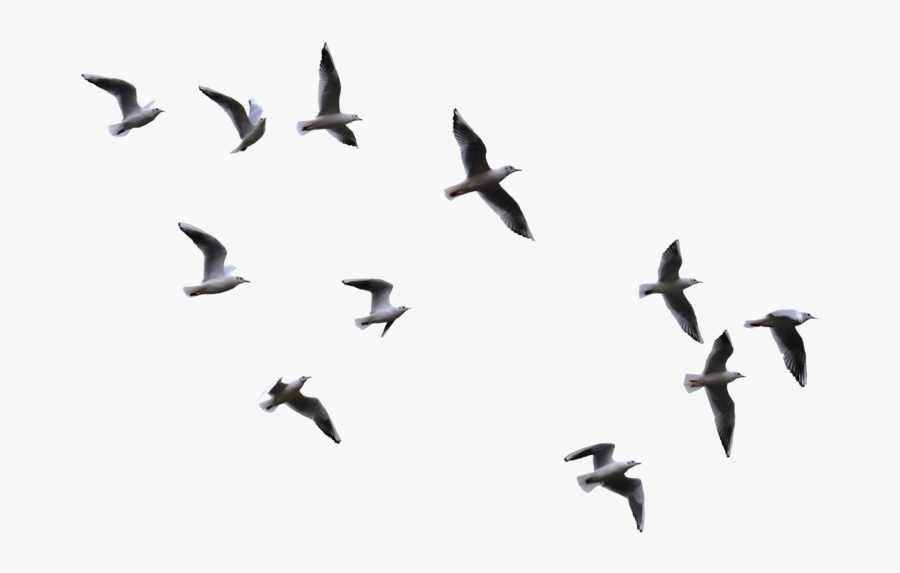 Flying Flight Bird Gulls Download Hd Png Clipart - Flying Birds, Transparent Clipart