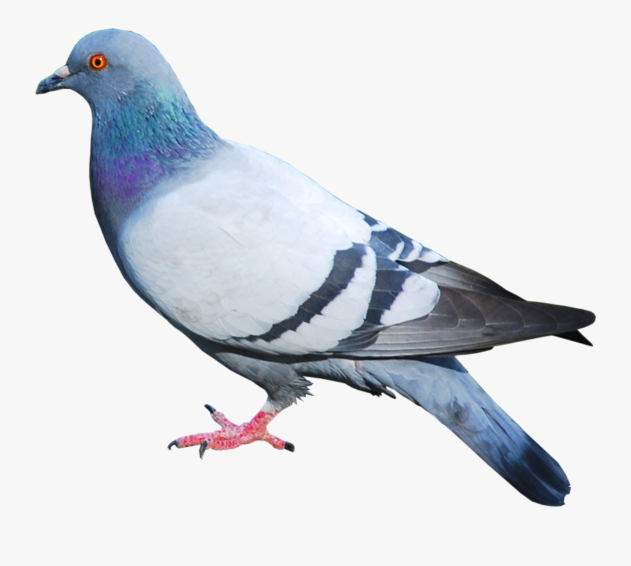 Pigeon Png Clipart , Png Download - Birds Work For The Bourgeoisie Meme, Transparent Clipart