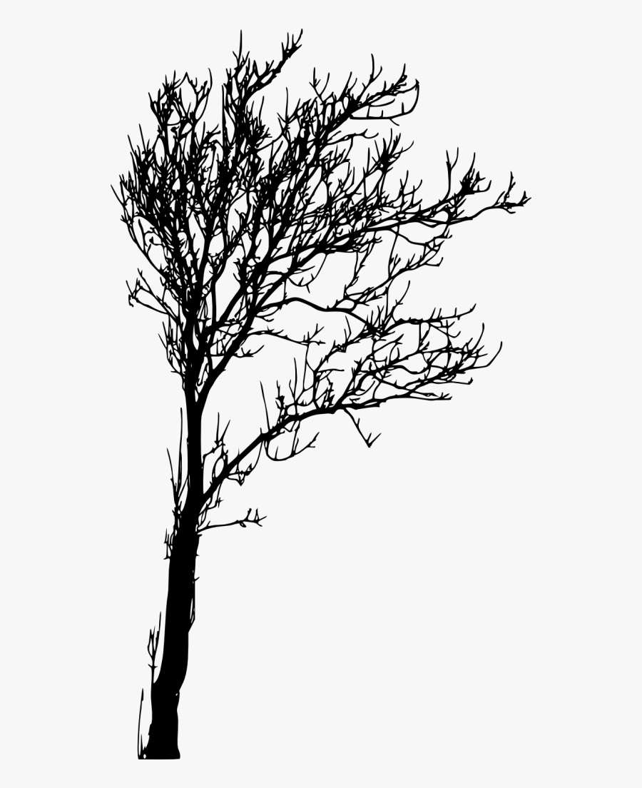 Transparent Background Tree Silhouette, Transparent Clipart