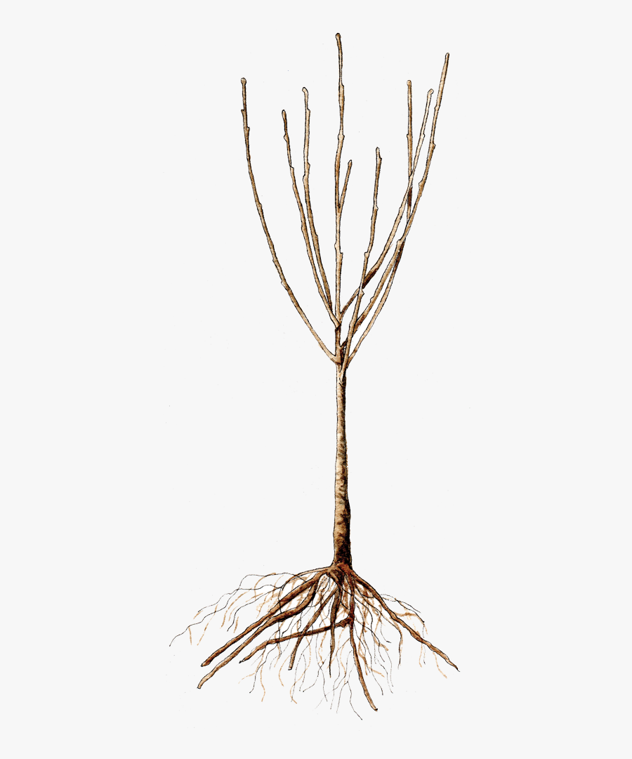 Bare Root Tree - Bare Root Trees, Transparent Clipart