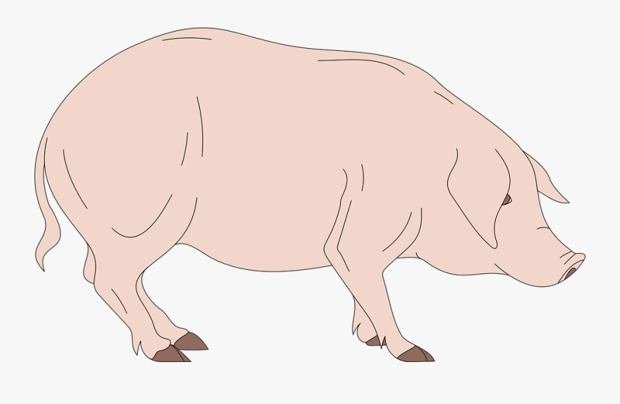 Barn, Pig, Side, View, Standing, Animal - Side View Pig Cartoon, Transparent Clipart