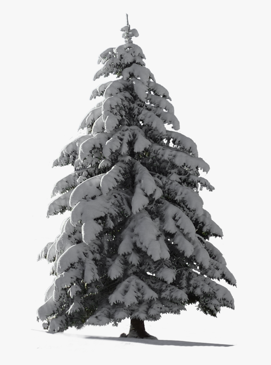 Clip Art Pine Trees Snow - Snowy Pine Tree Png , Free Transparent