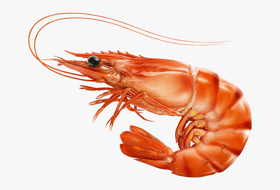 Red Cooked Prawn Or Tiger Shrimp Isolated T, Transparent Clipart