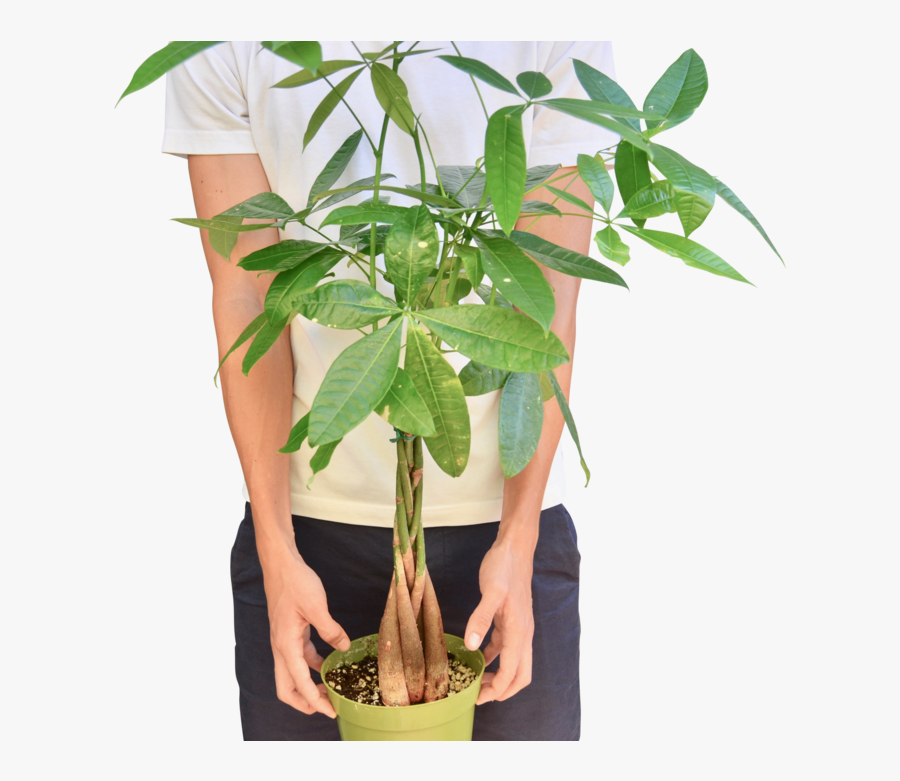 Money Tree "guiana Chestnut - Guiana Chestnut, Transparent Clipart