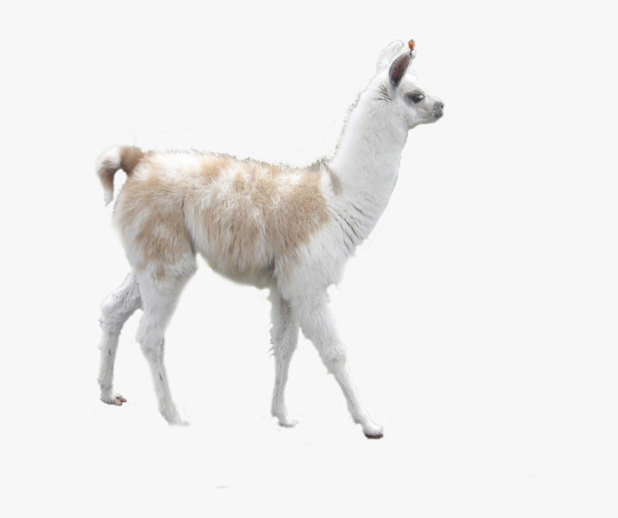 Llama Alpaca Camel Desktop Wallpaper Inca Empire - Llama Transparent, Transparent Clipart