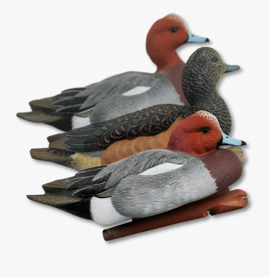 Home / Decoys / Duck Hunting Decoys - Avian-x, Transparent Clipart