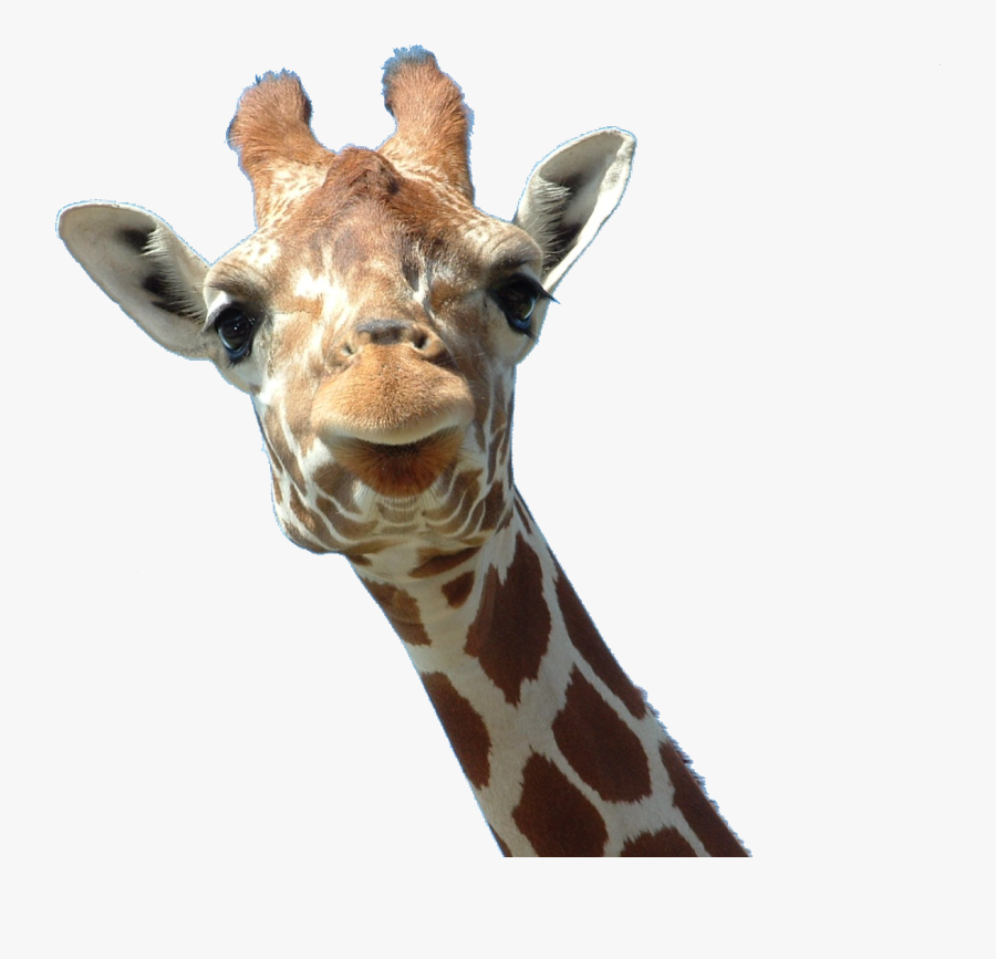 Free Download Of Giraffe Png Clipart - Giraffe Head Png, Transparent Clipart