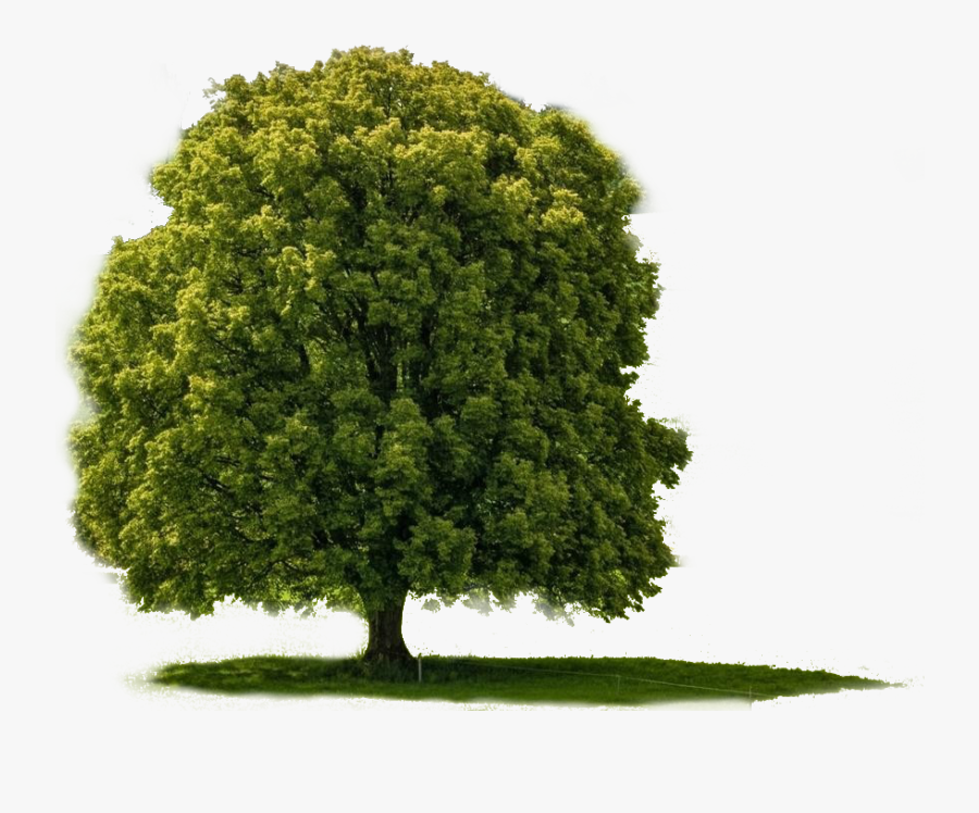 Big Tree Png - Big Tree Images Hd, Transparent Clipart