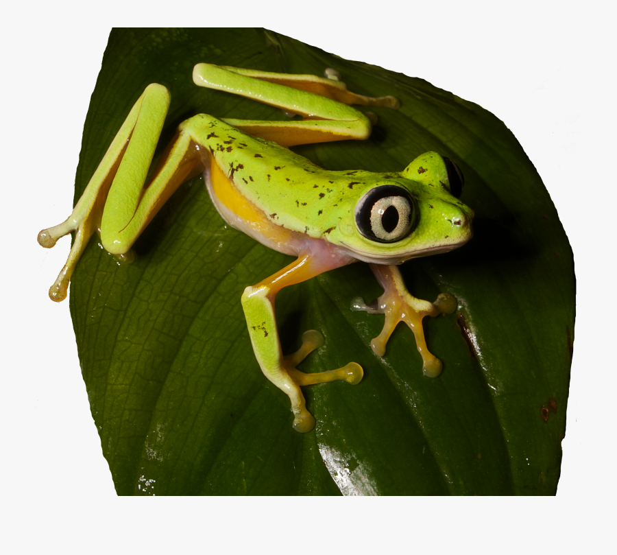 Transparent Frog On Lily Pad Clipart - Lemur Leaf Frogs, Transparent Clipart