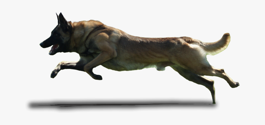 Dog Running Transparent Background, Transparent Clipart