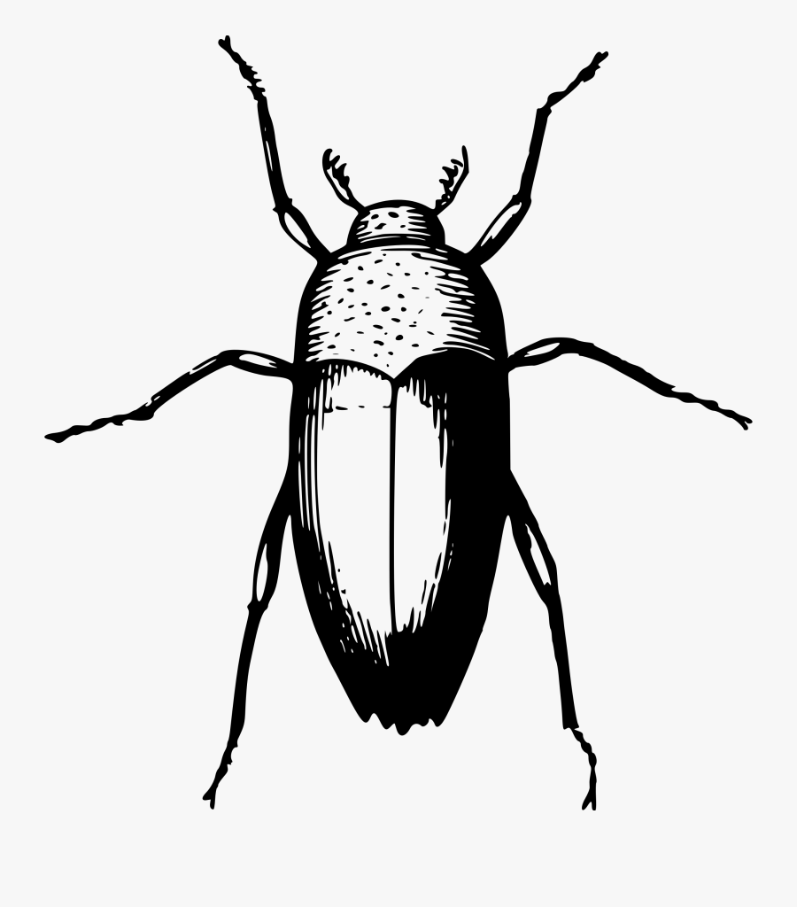 Animal Beetle Bug Insect Png Image - Gregor Samsa I Woke Up Like, Transparent Clipart