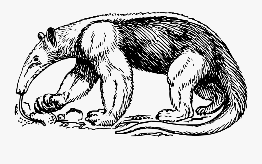 Anteater - Drawing Of An Anteater, Transparent Clipart