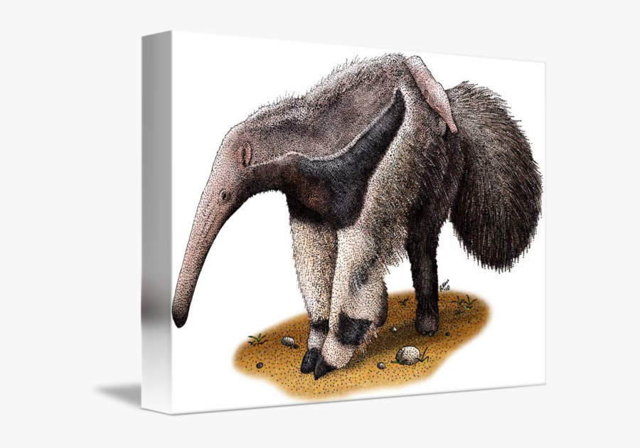 Transparent Anteater Clipart - Giant Anteater, Transparent Clipart