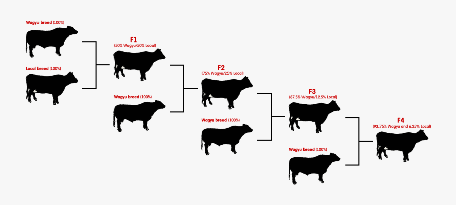 Transparent Steak Clipart - Wagyu Cattle Vs Angus, Transparent Clipart