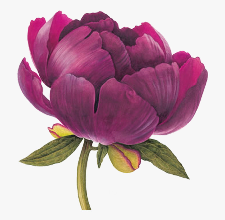 Peony Clipart Blush Peony - Png Watercolor Botanical, Transparent Clipart