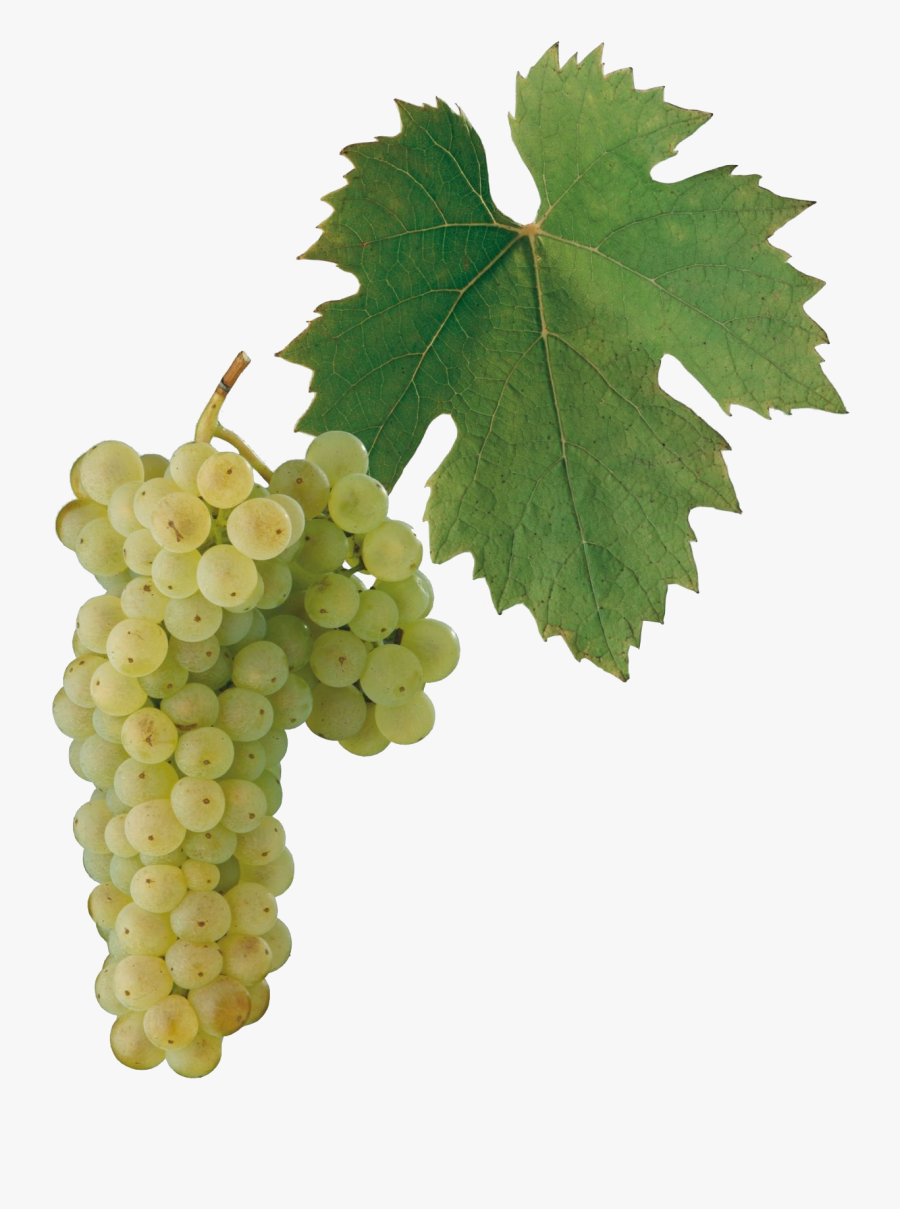 Gruner Veltliner Png Grape, Transparent Clipart