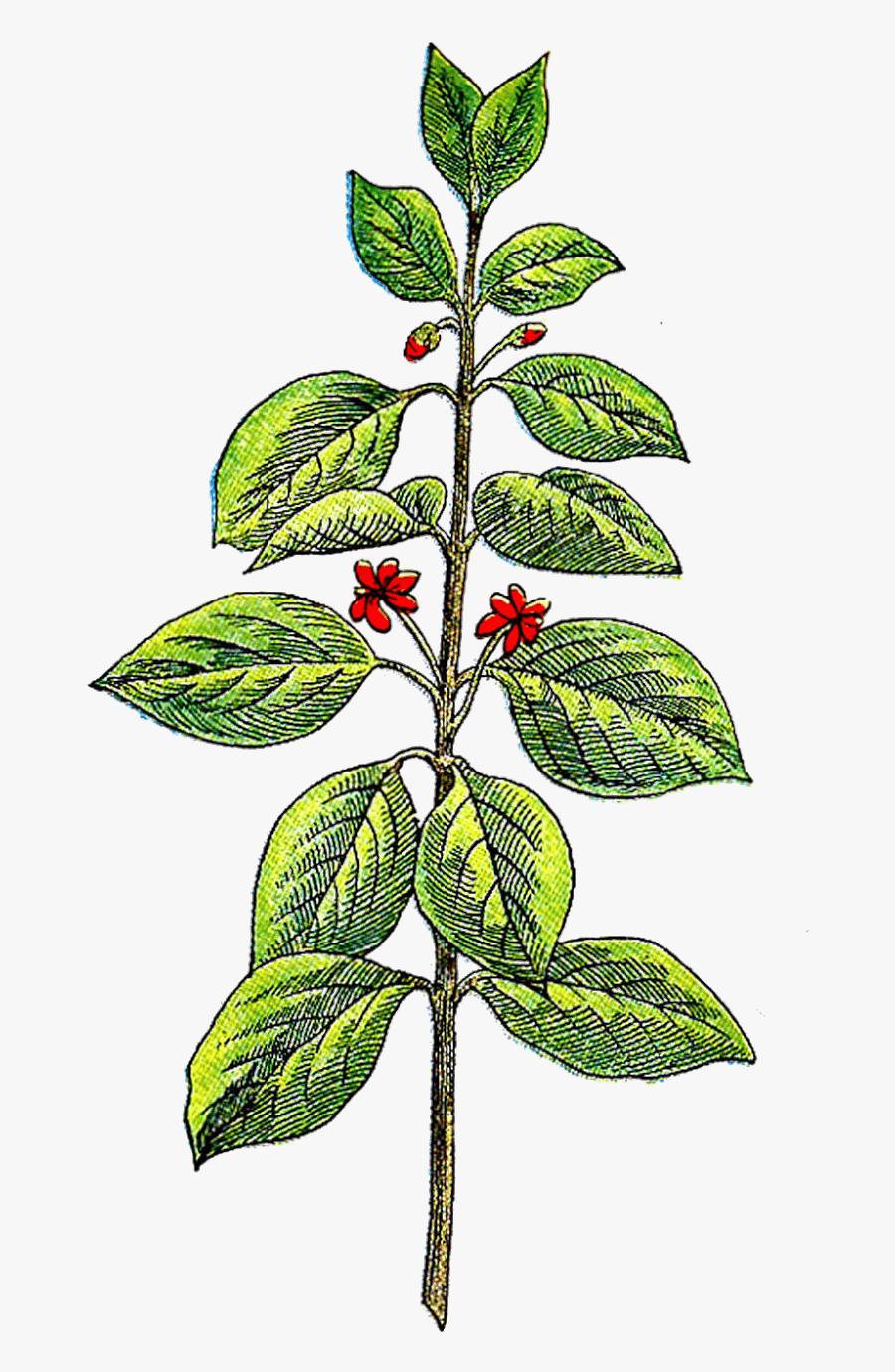Herb Plant Clipart - Herbs Plant Clipart, Transparent Clipart