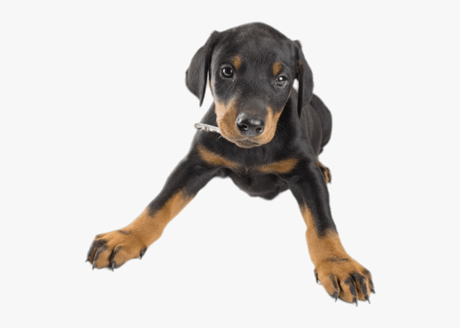 Doberman Puppy - Doberman Puppy Transparent Background, Transparent Clipart