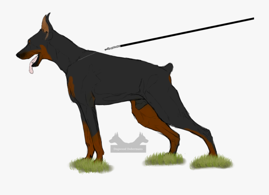 Collection Of Free Doberman Drawing Front Download - Dobermann, Transparent Clipart