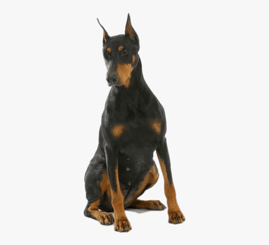 Doberman Png, Transparent Clipart