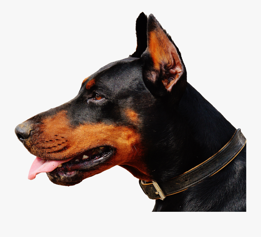 Short Essay On Dog In English, Transparent Clipart