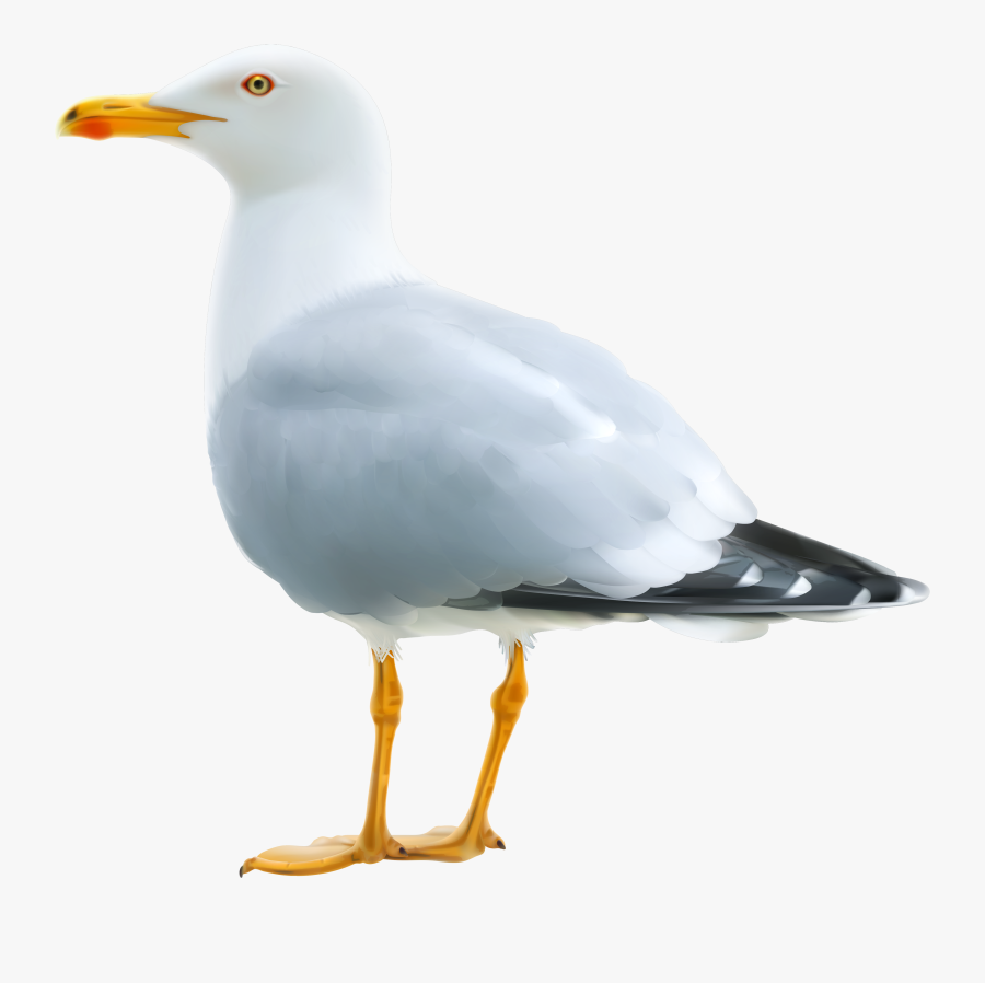 Seagull Png, Transparent Clipart
