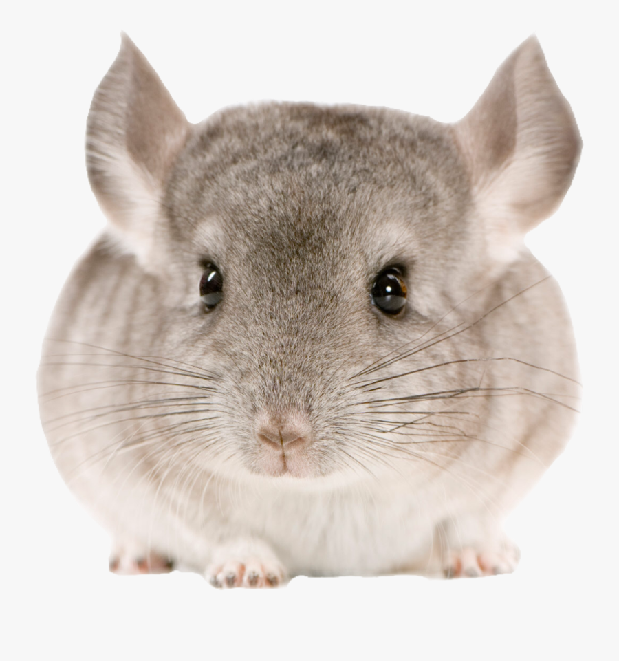 Transparent Chinchilla Clipart - Chinchilla With Flower Crown, Transparent Clipart