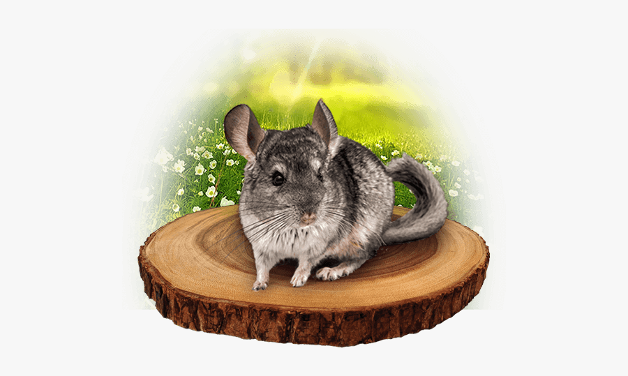 Clip Art Adult Chinchilla - Mouse, Transparent Clipart