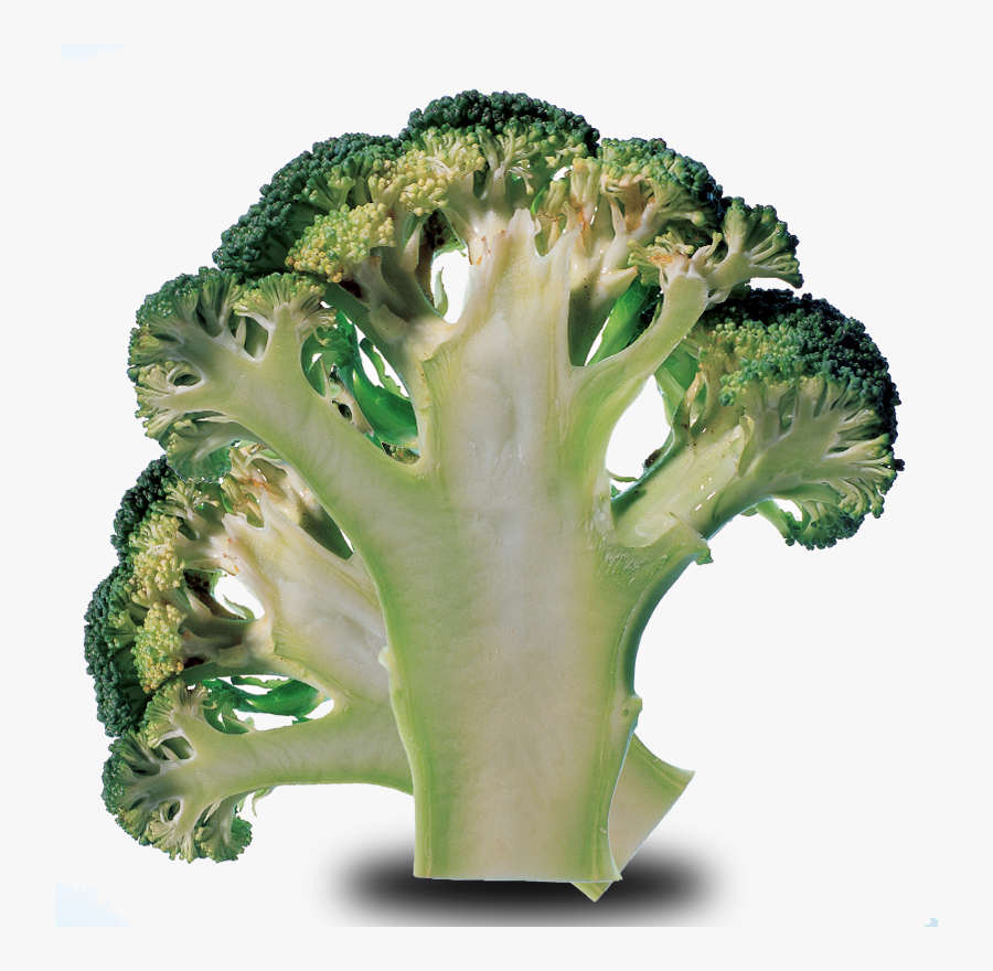 Transparent Brocolli Png - Broccoli, Transparent Clipart