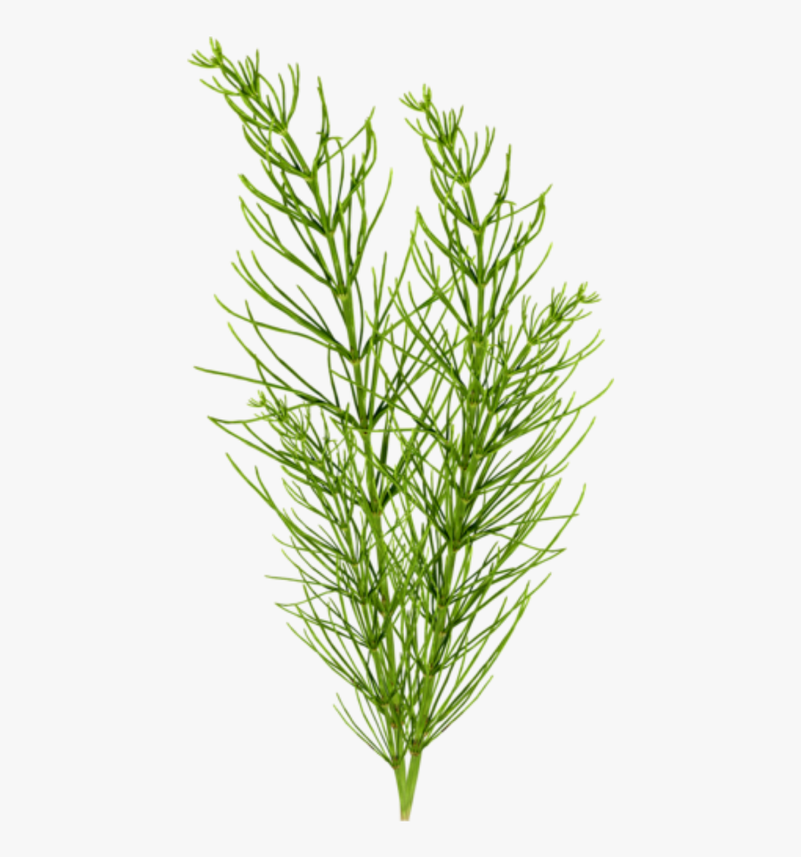White Pine,plant,grass,jack Pine,leaf,red Juniper,american - Evergreen, Transparent Clipart