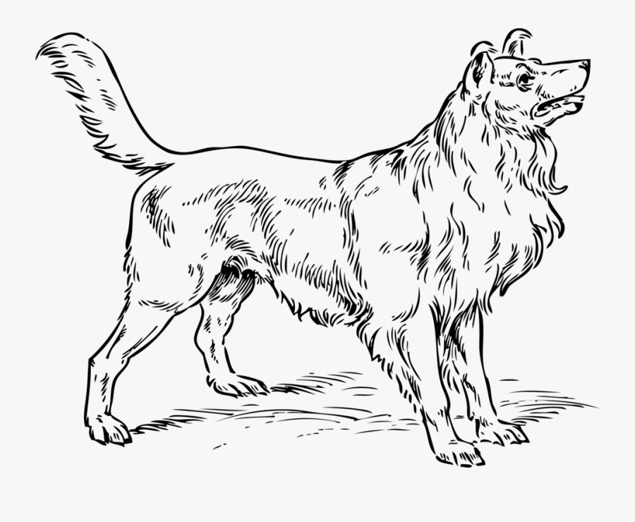 Line Art,wildlife,paw - Collie Dog Coloring Pages, Transparent Clipart